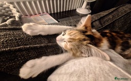 Mixed Breed cats for sale: Stunning long haired Calico girl - Image 3