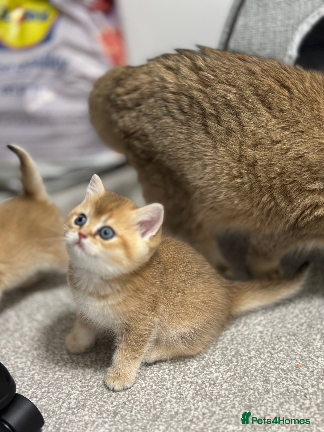 British Shorthair cats for sale: British shorthair Golden kittens,Champions line  - Image 5