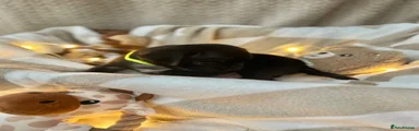 Yellow collar black boy 