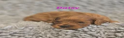 Cavapoo dogs for sale: F1b health tested fox red cavapoo puppies  - Advert 7