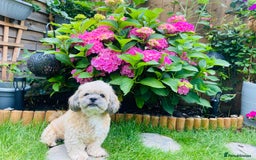 Lhasa Apso dogs for stud: Beautiful Lhasa Apso - Image 4