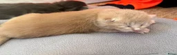 Mixed Breed cats for sale: Stunning litter off fur babies  - Advert 16
