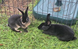 Rex rabbits for sale: Rex Rabbits 13-15 weeks - Image 4