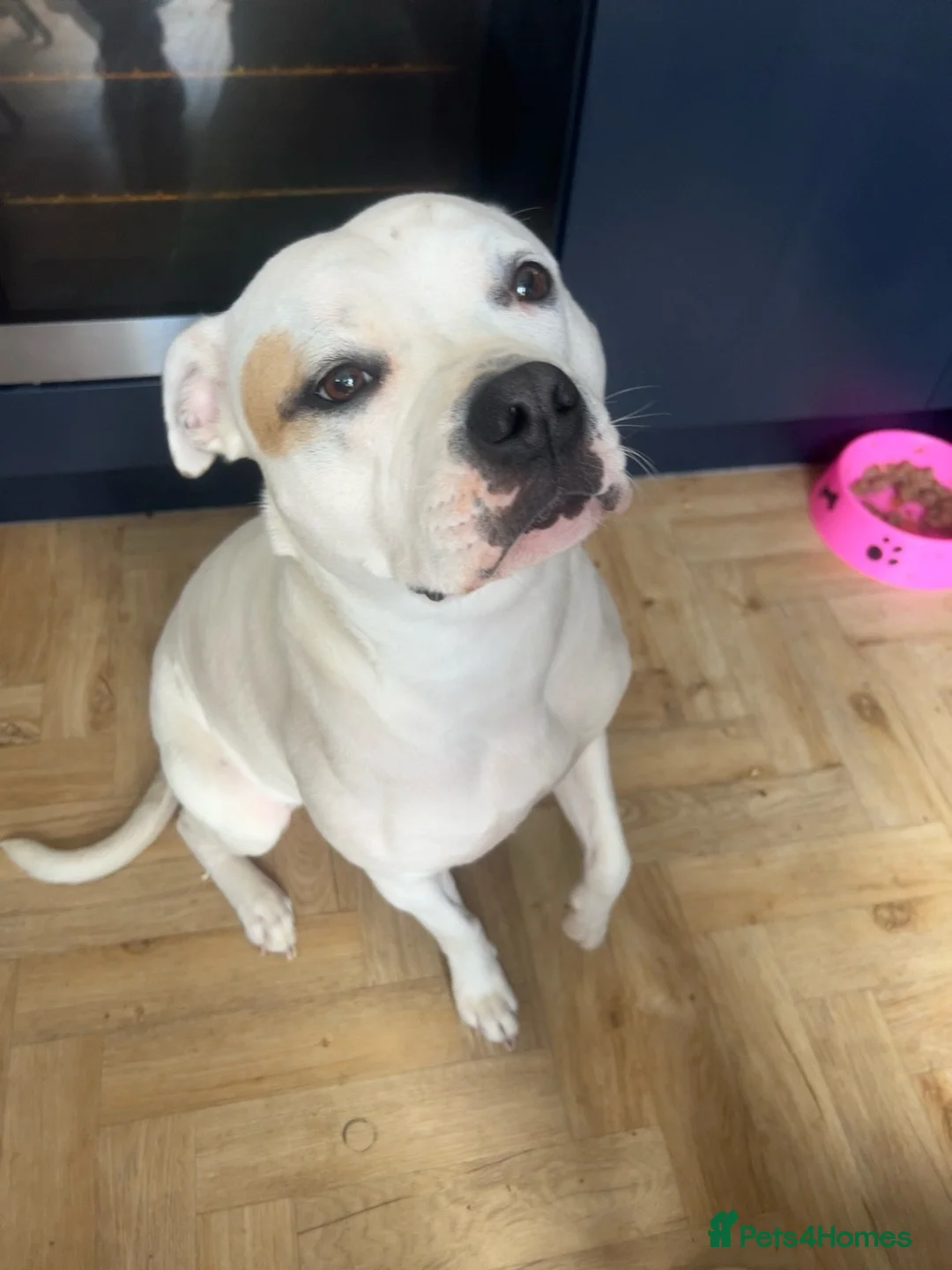 Mixed Breed dogs for sale: My beautiful Pearl ♥️ in Manchester - Advert 2