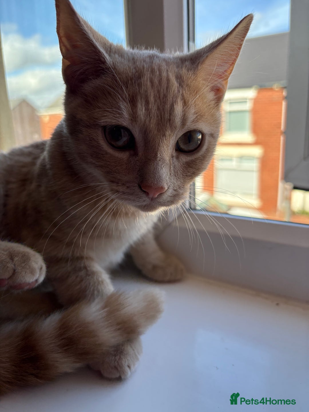 Domestic Shorthair cats for sale: Two male kittens: light and dark ginger  - Image 3