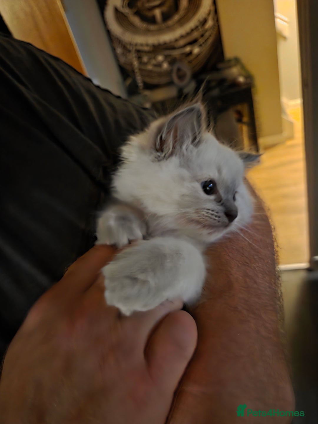 Ragdoll cats for sale: 1 wee beautiful blue ragdoll available - Image 3