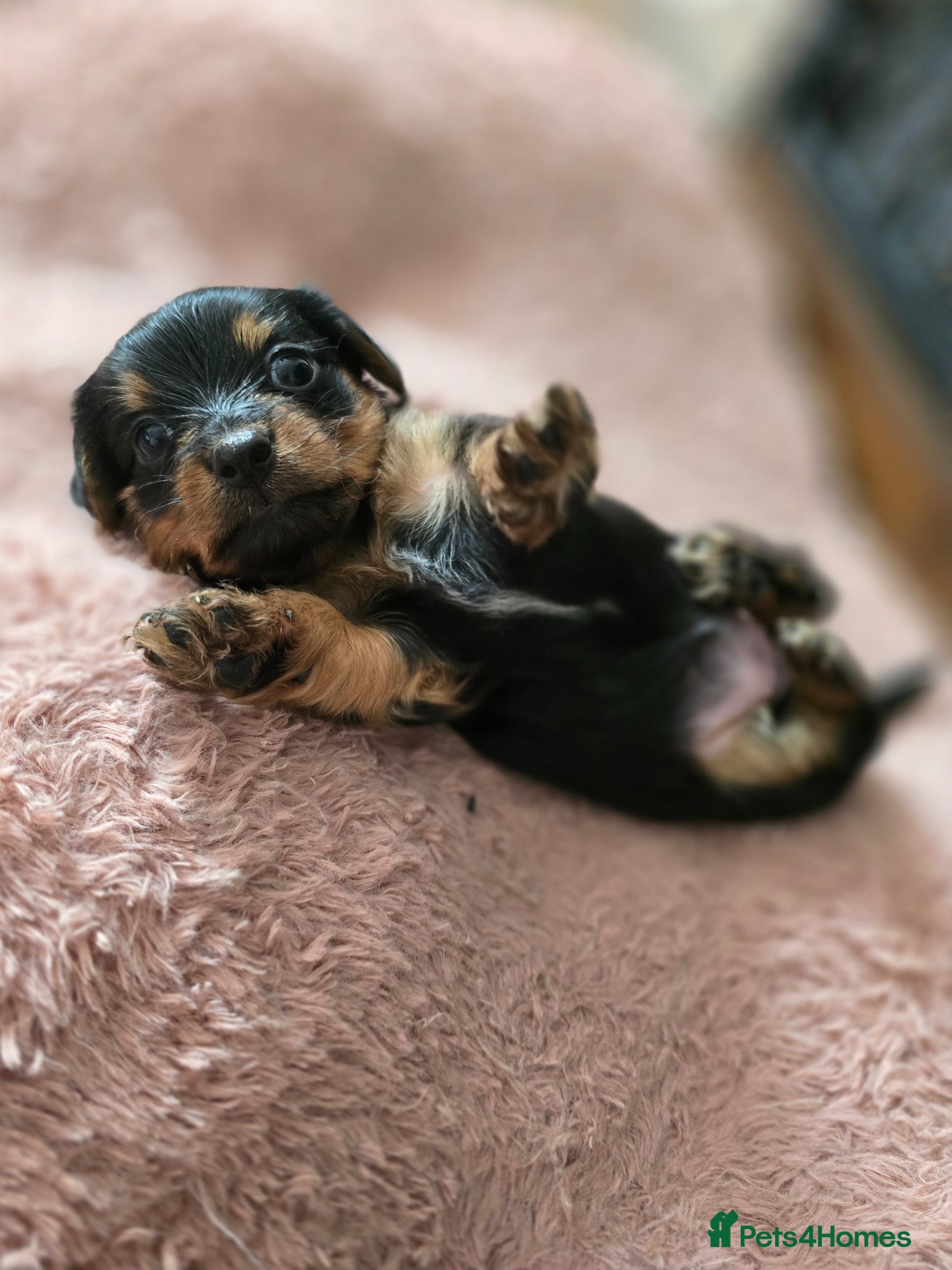 Yorkshire Terrier dogs Yorkshire Terrier pups ready 24th June  - Advert 14