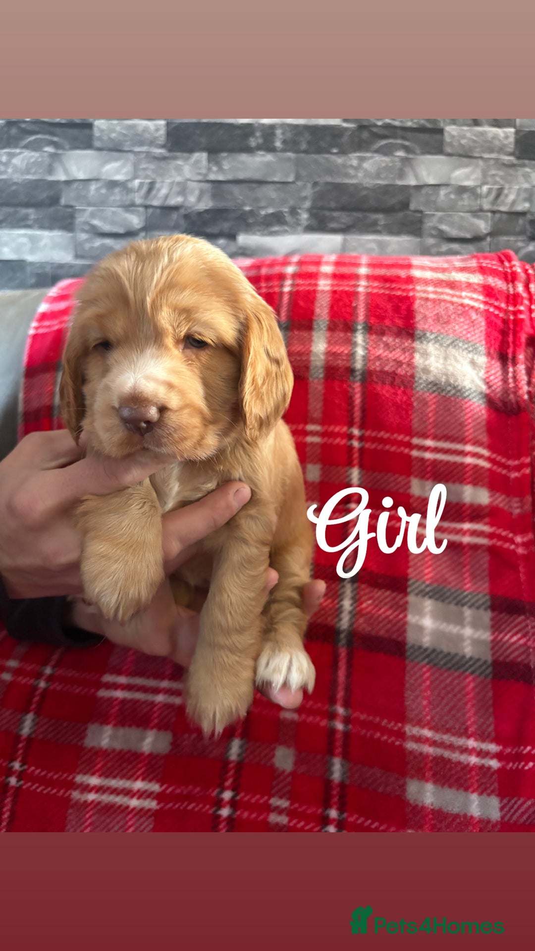 Cocker Spaniel dogs for sale: Show type cocker spaniel pups - Advert 5