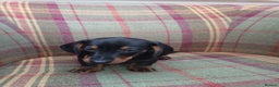 Miniature Dachshund dogs for sale: Black and Tan Miniature Dachshund Puppies 3 Boys - Advert 30