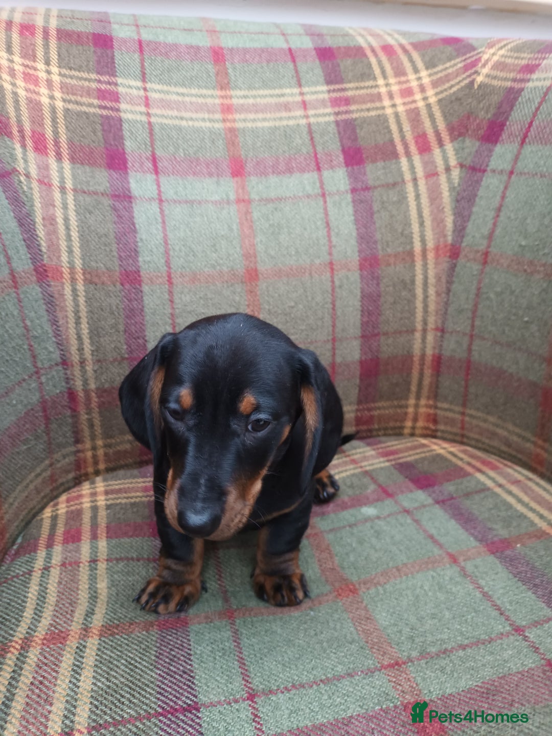 Miniature Dachshund dogs for sale: Black and Tan Miniature Dachshund Puppies 3 Boys - Advert 30