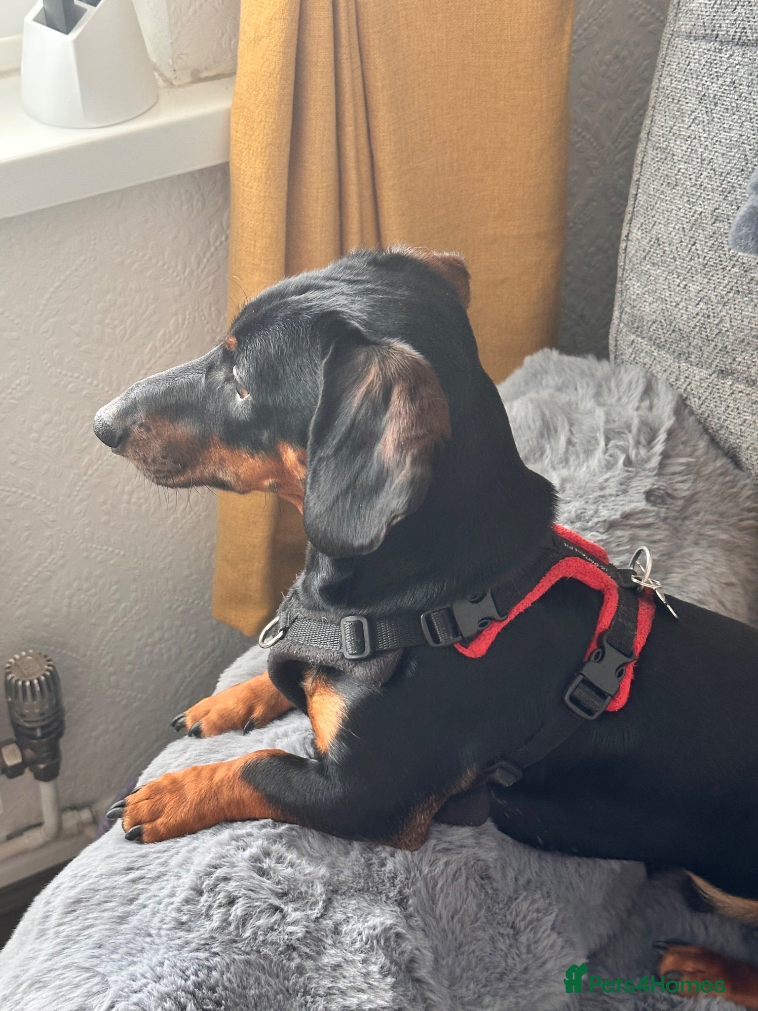 Dachshund dogs Male standard dachshund - Advert 3