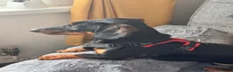 Dachshund dogs for sale: Male standard dachshund - Advert 1