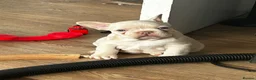 French Bulldog dogs for sale: Home litter french bulldogs  in Chatham - Advert 3