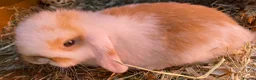 Mini Lop rabbits for sale: STUNNING PURE BREED MINI LOPS AMAZING COLOURS  - Advert 2