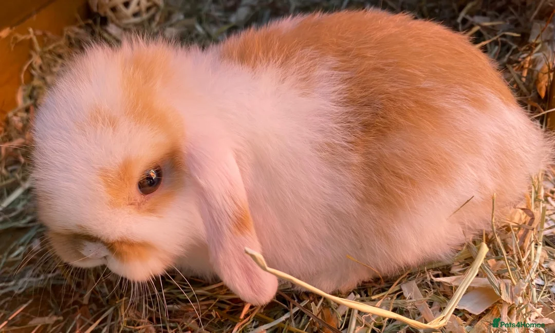 Mini Lop rabbits for sale: STUNNING PURE BREED MINI LOPS AMAZING COLOURS  - Advert 2