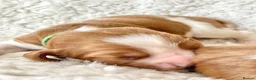 Welsh Springer Spaniel dogs for sale: KC Reg Welsh Springer Spaniels Fully Health Tested - Advert 24