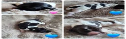 English Springer Spaniel dogs for sale: Springer Spaniel Pups - Advert 1