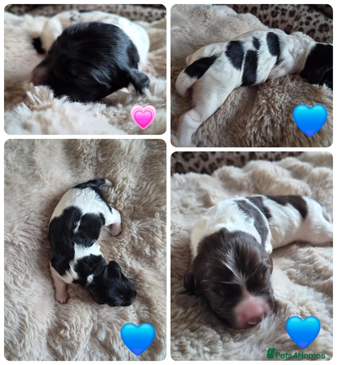 English Springer Spaniel dogs for sale: Springer Spaniel Pups - Advert 1
