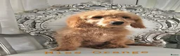 Mini Goldendoodle dogs for sale: Goldendoodle F1b 2 girls remaining - Advert 3