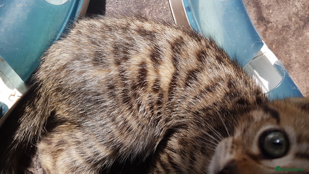 Mixed Breed cats for sale: Lovely Bengal Cross Kittens - Image 10