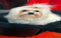 Maltese dogs for sale: Purebred Maltese Puppies for Sale - Image 10