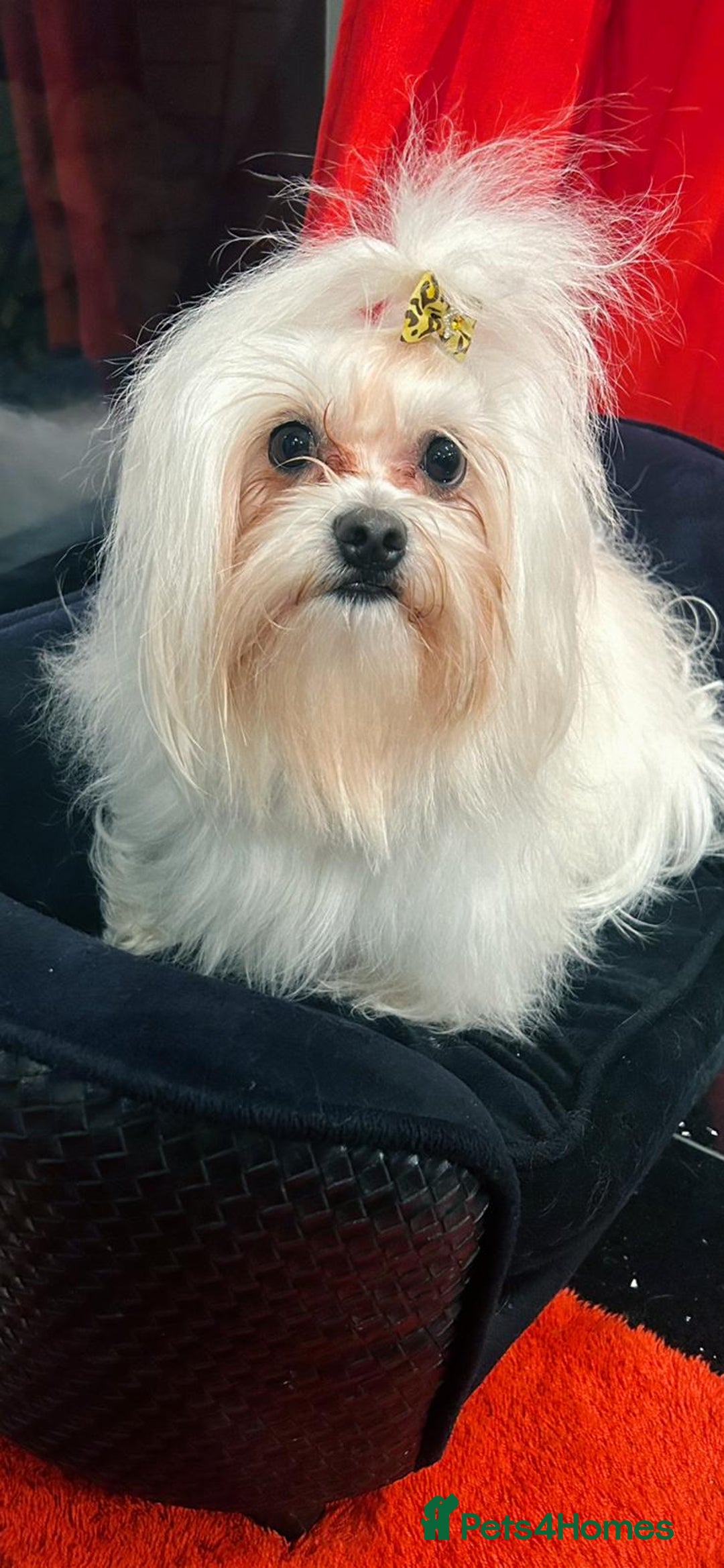 Maltese dogs for sale: Purebred Maltese Puppies for Sale - Image 10