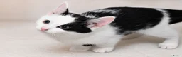 Mixed Breed cats for sale: Beautiful Home-Raised Kittens – Ready at 12 Weeks - Advert 25