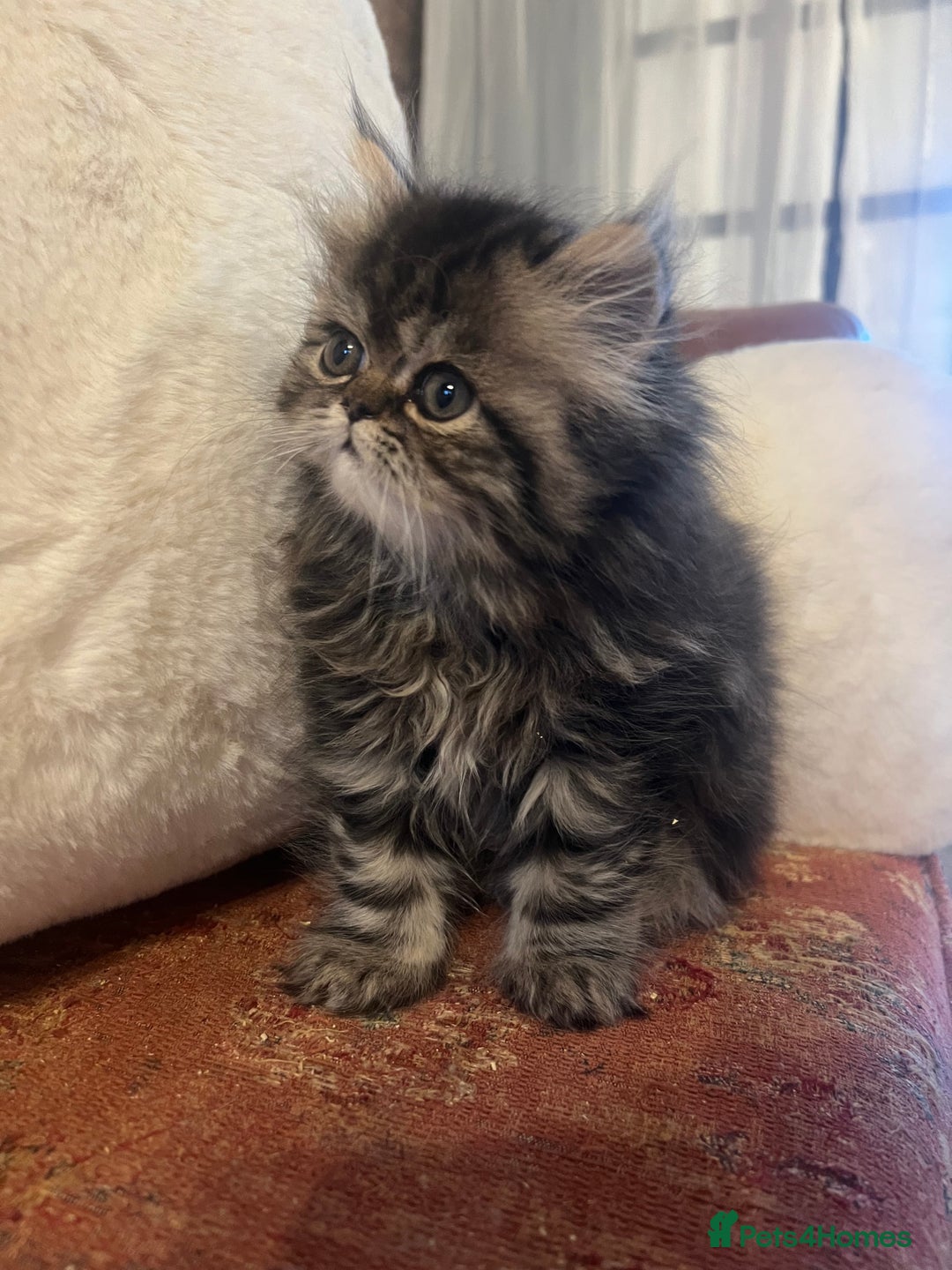 Persian cats for sale: Gorgeous Persian Kittens  - Advert 3