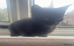 Domestic Shorthair cats for sale: 2 male all black kittens  - Image 4