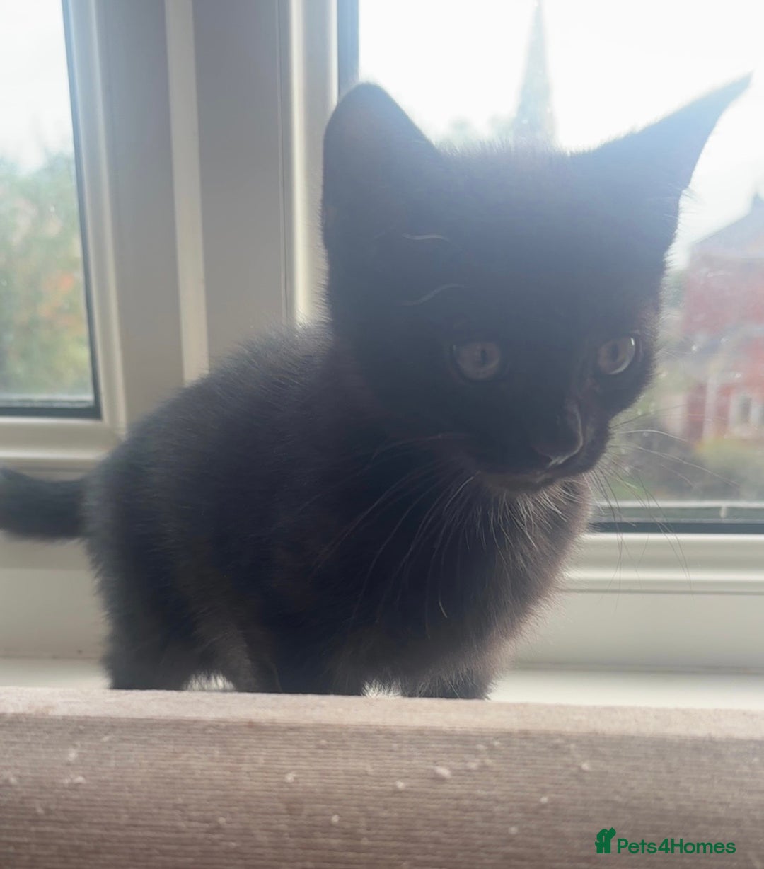 Domestic Shorthair cats for sale: 2 male all black kittens  - Image 4