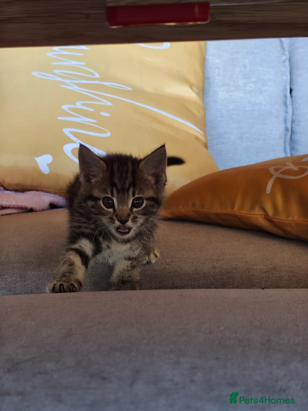 Mixed Breed cats for sale: Four kittens  - Advert 2