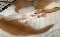 Mixed Breed cats for sale: Gorgeous ginger n mixed colour kittens - Image 26