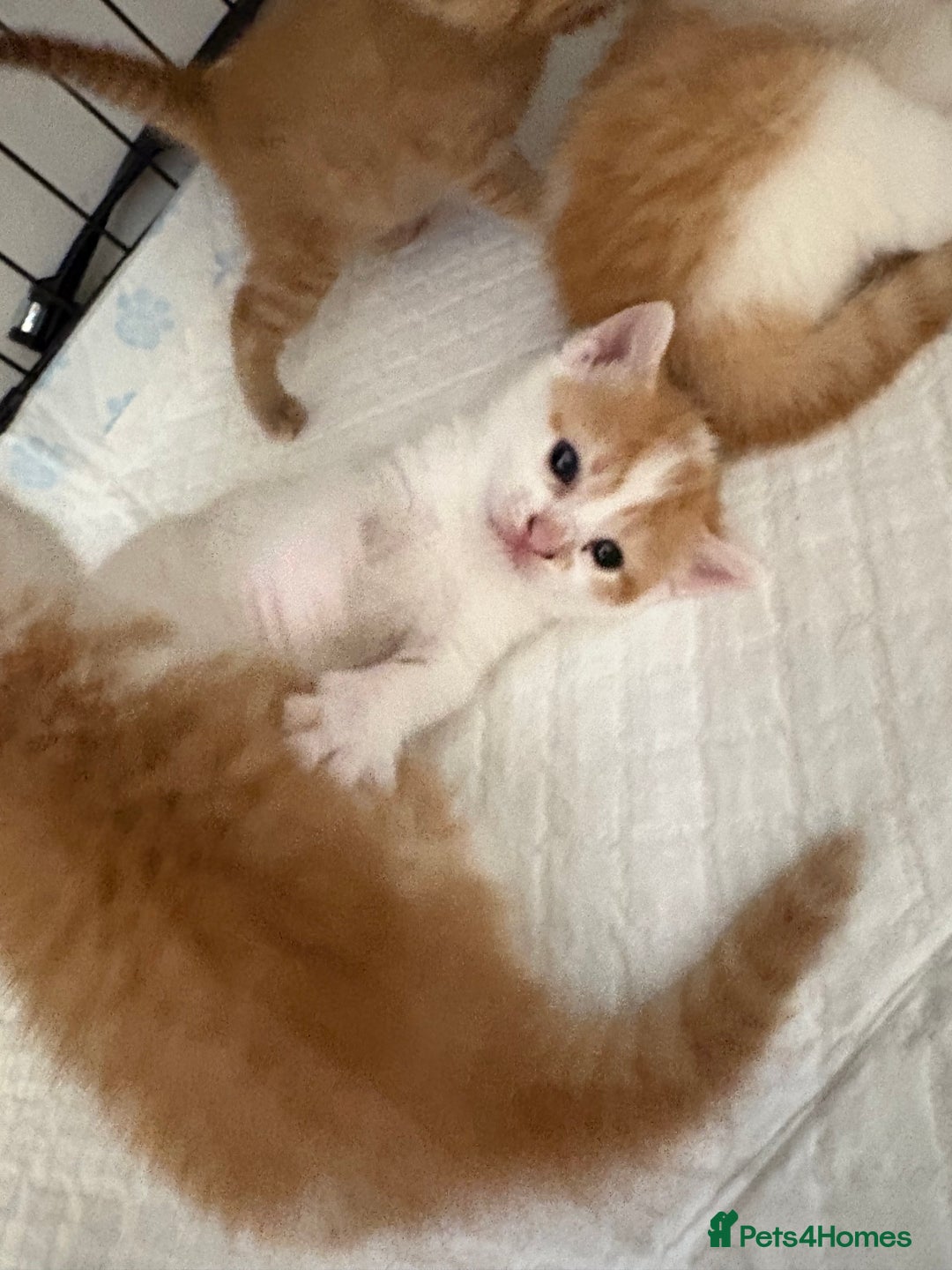 Mixed Breed cats for sale: Gorgeous ginger n mixed colour kittens - Image 26