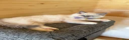 Ragdoll cats for sale: 💙 👑 The Alpha Collection | TICA Ragdolls 🧸 - Advert 14