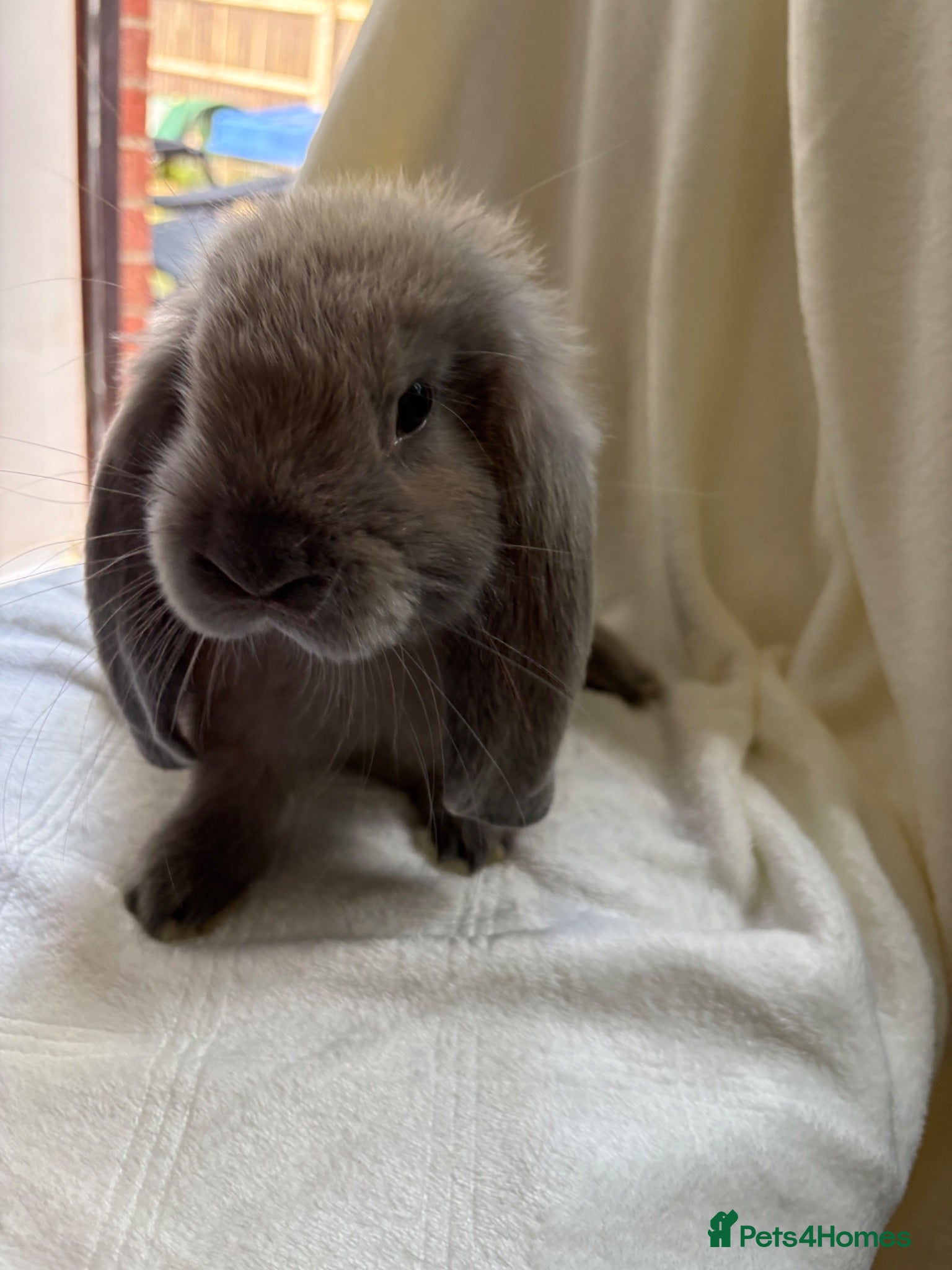 French Lop rabbits Gorgeous French lop babies - Advert 2