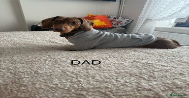 Dachshund dogs - Advert 10