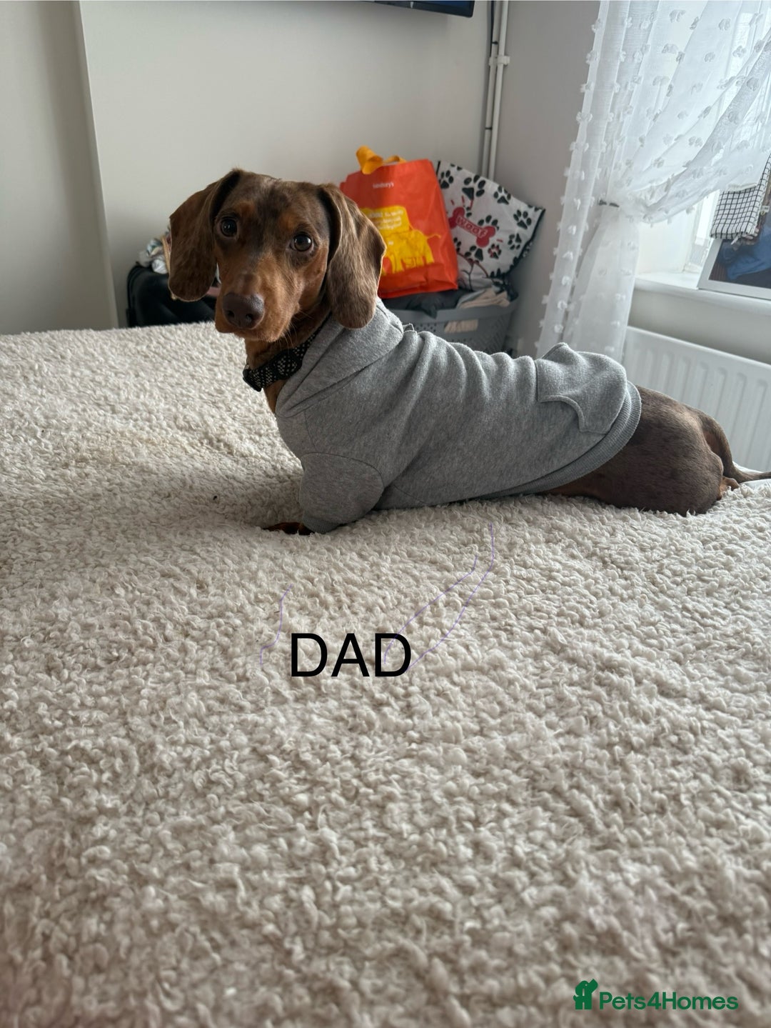 Dachshund dogs for sale: Beautiful litter of Dachshund puppies  - Image 8