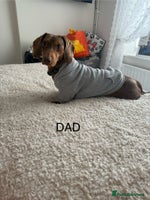 Dachshund dogs - Advert 10