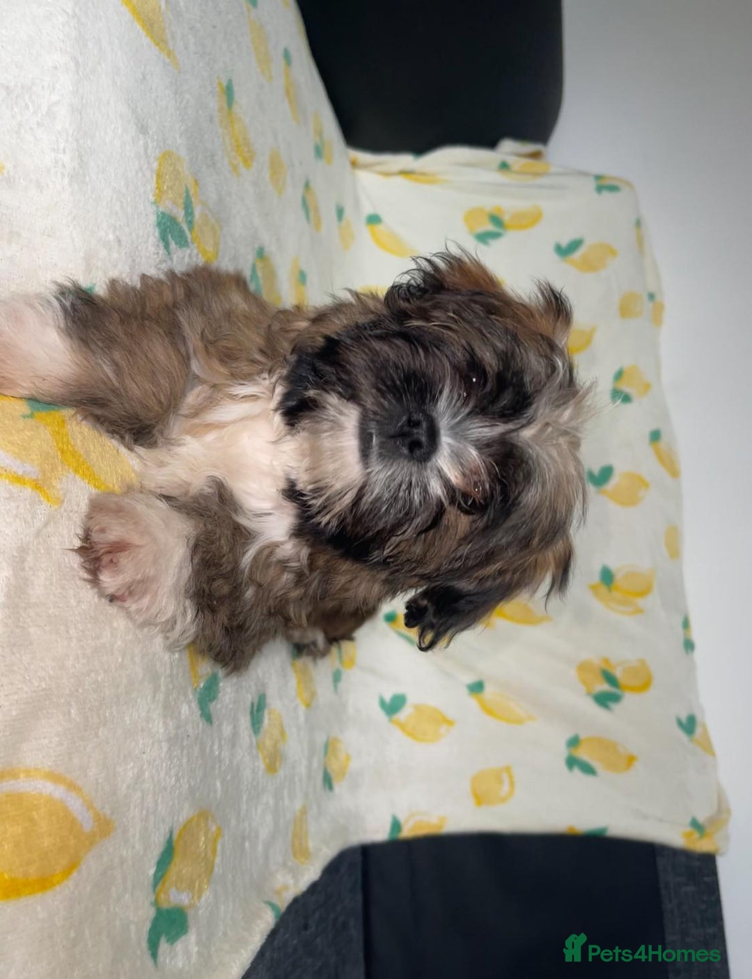 Shih Tzu dogs for sale: Lovely golden boy shih tzu for sale - Image 5