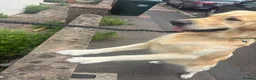 Golden Retriever dogs for stud: De niro golden boy  - Advert 7