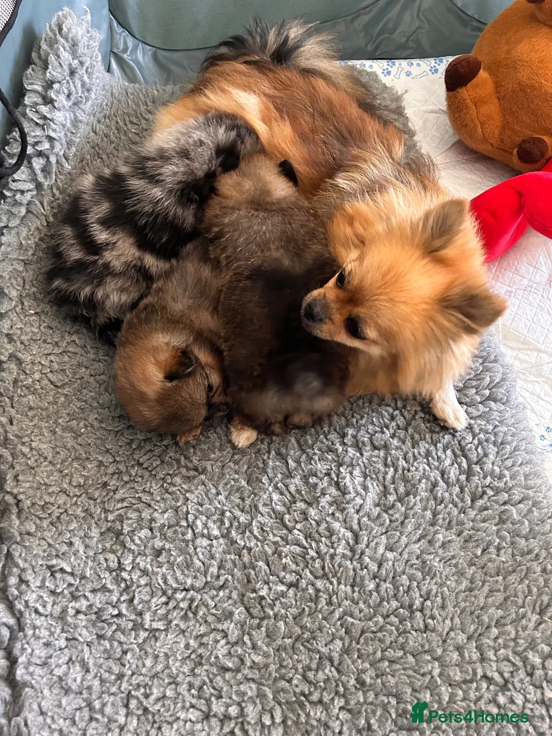 Pomeranian dogs for sale: Double coat stunning Pomeranians - Advert 2