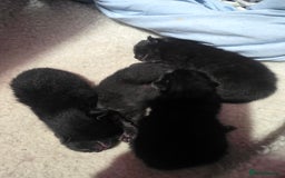 Bombay cats for sale: Kittens  - Image 3