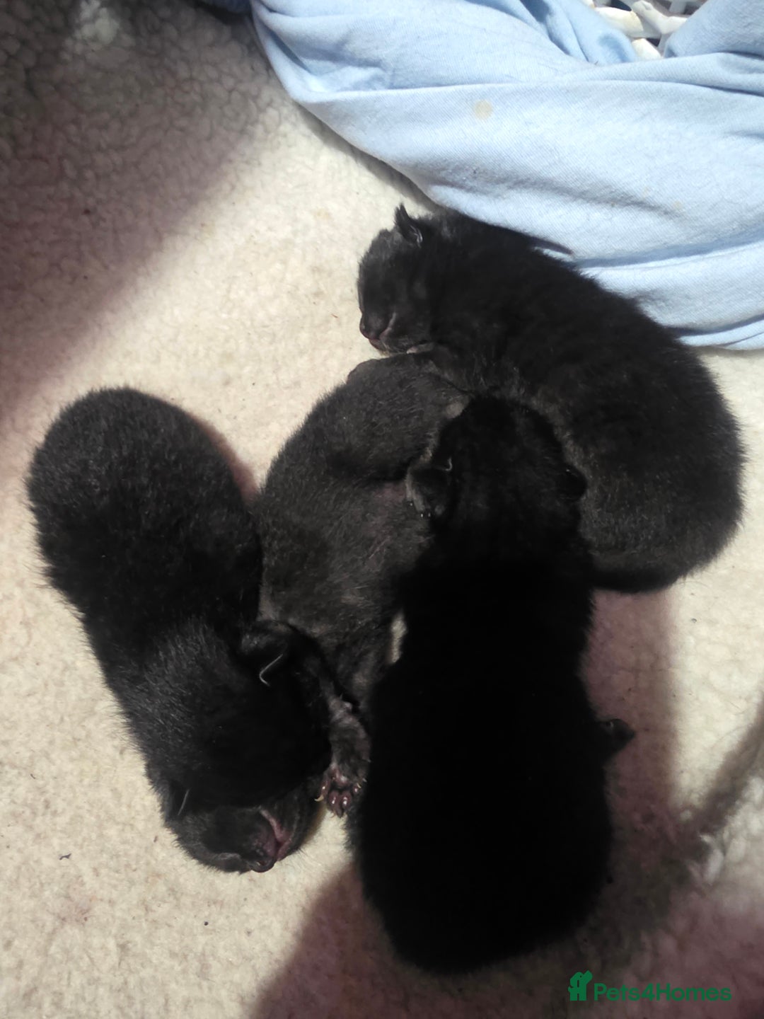 Bombay cats for sale: Kittens  - Image 3