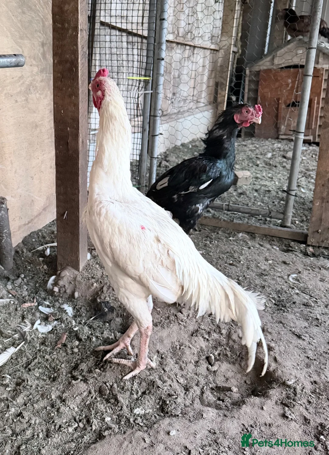 Chickens poultry for sale: Shamo male - Advert 2