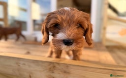 Australian Labradoodle dogs for sale: 🐶READY FOR NEW 🏡 Pure Australian Labradoodle  - Image 2