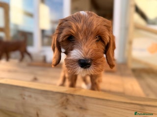 Australian Labradoodle dogs - Advert 2