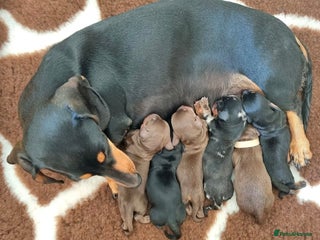 Miniature Dachshund dogs for sale: Playful miniature Dachshunds... - Advert 1