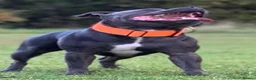 Staffordshire Bull Terrier dogs for sale: Top pedigree blue Staffordshire bull terriers - Advert 6