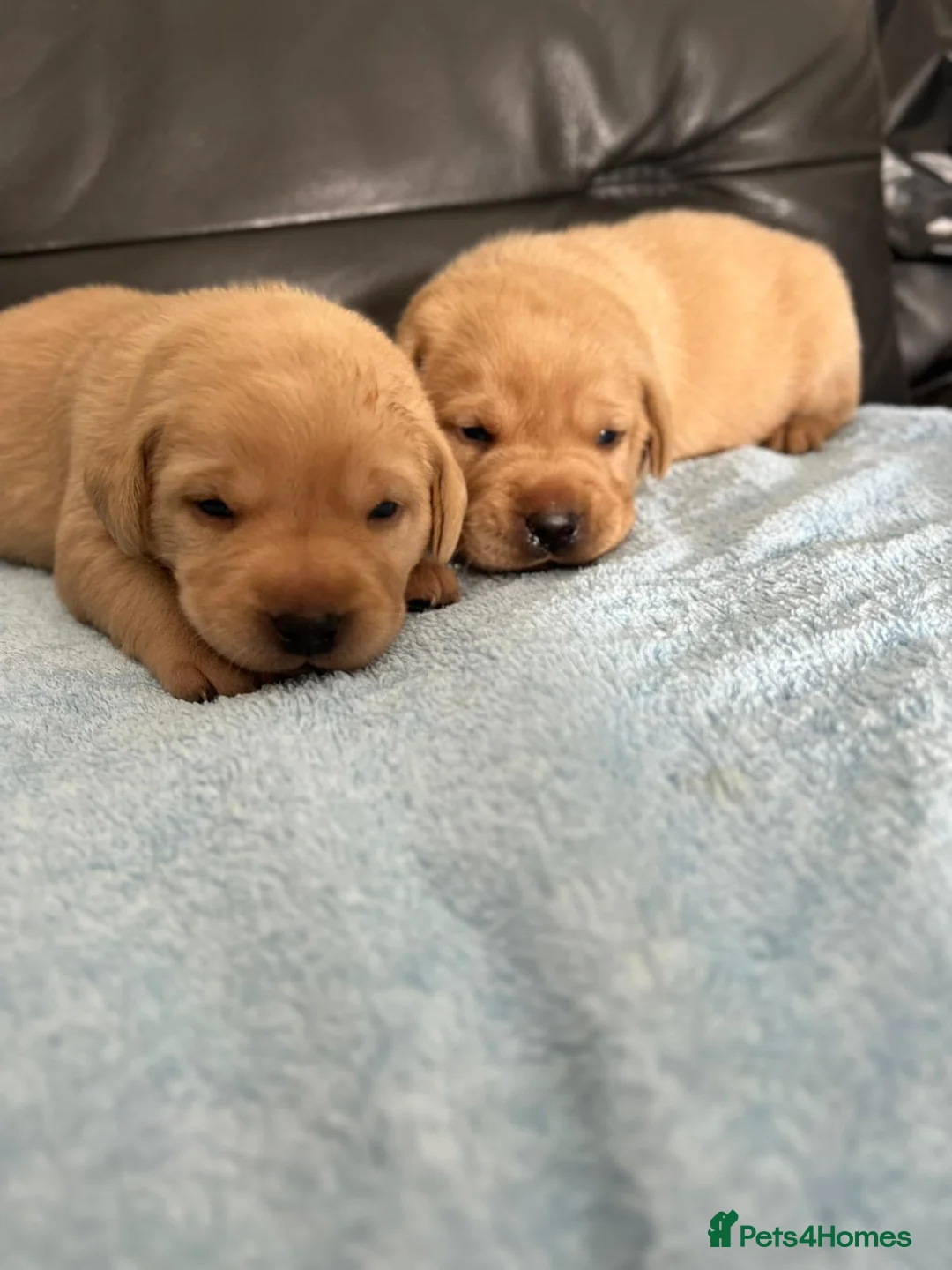 Labrador Retriever dogs for sale: Yellow Fox Red Labrador Puppies Kc Registered  - Advert 3