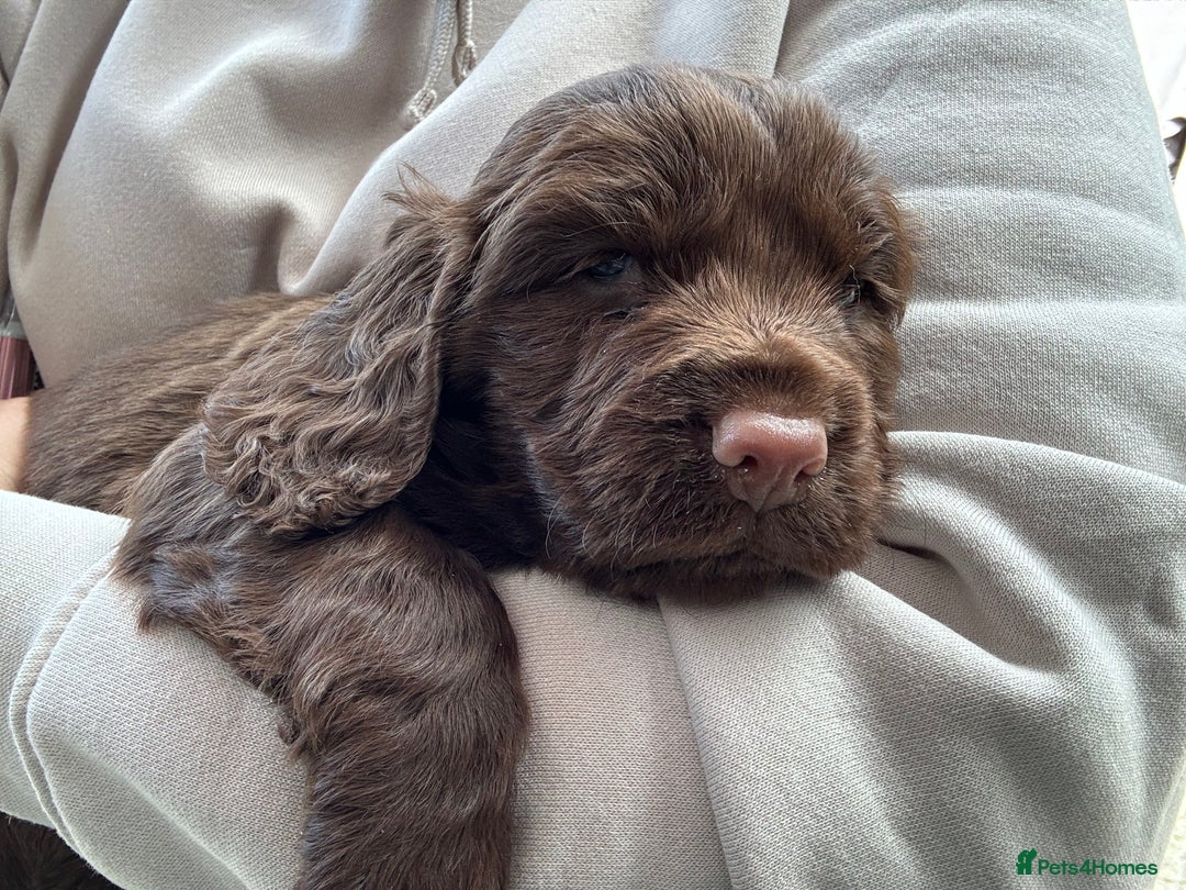 Cocker Spaniel dogs for sale: Beautiful litter of cocker spaniels for sale  - Image 9